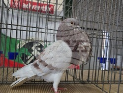 Ловеч - национална изложба - гълъби