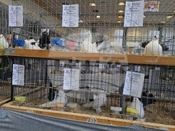 Ловеч - национална изложба - гълъби