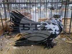 Ловеч - национална изложба - гълъби