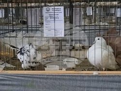 Ловеч - национална изложба - гълъби