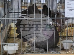 Ловеч - национална изложба - гълъби