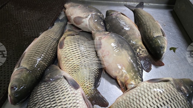 Шаран, толстолоб и таранка са най-търсените риби в Плевен преди Никулден