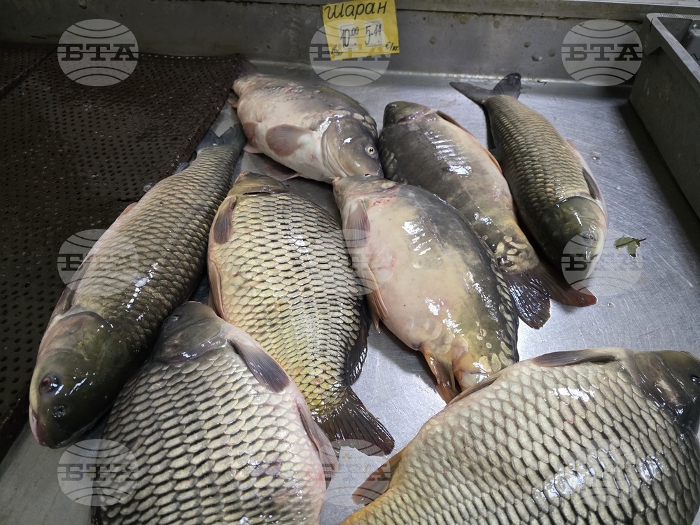 Шаран, толстолоб и таранка са най-търсените риби в Плевен преди Никулден