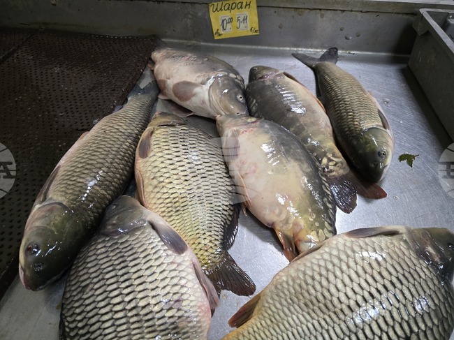 Шаран, толстолоб и таранка са най-търсените риби в Плевен преди Никулден