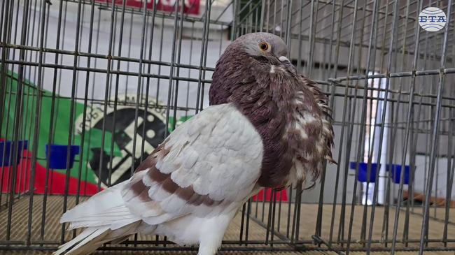 Над 80 изложители с близо 1100 птици участват в националната изложба на гълъби в Ловеч