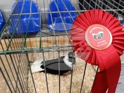 Снимка: Община Шумен