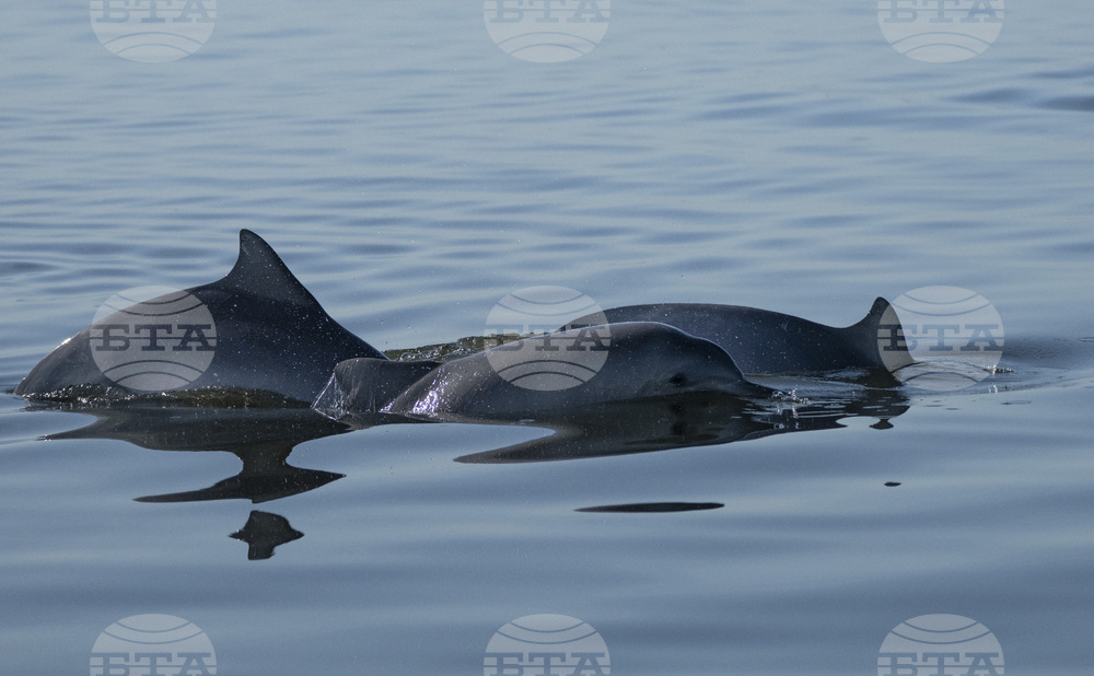 ХИНА: За първи път е поставен сателитен предавател на делфин афала в Адриатическо море
