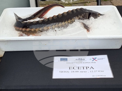 Варна - рибен фестивал