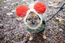 Britain Dogs Christmas Jumper Parade