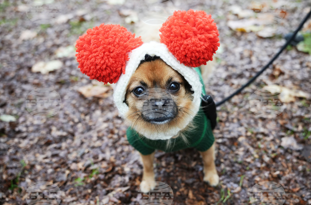 Britain Dogs Christmas Jumper Parade