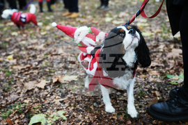 Britain Dogs Christmas Jumper Parade