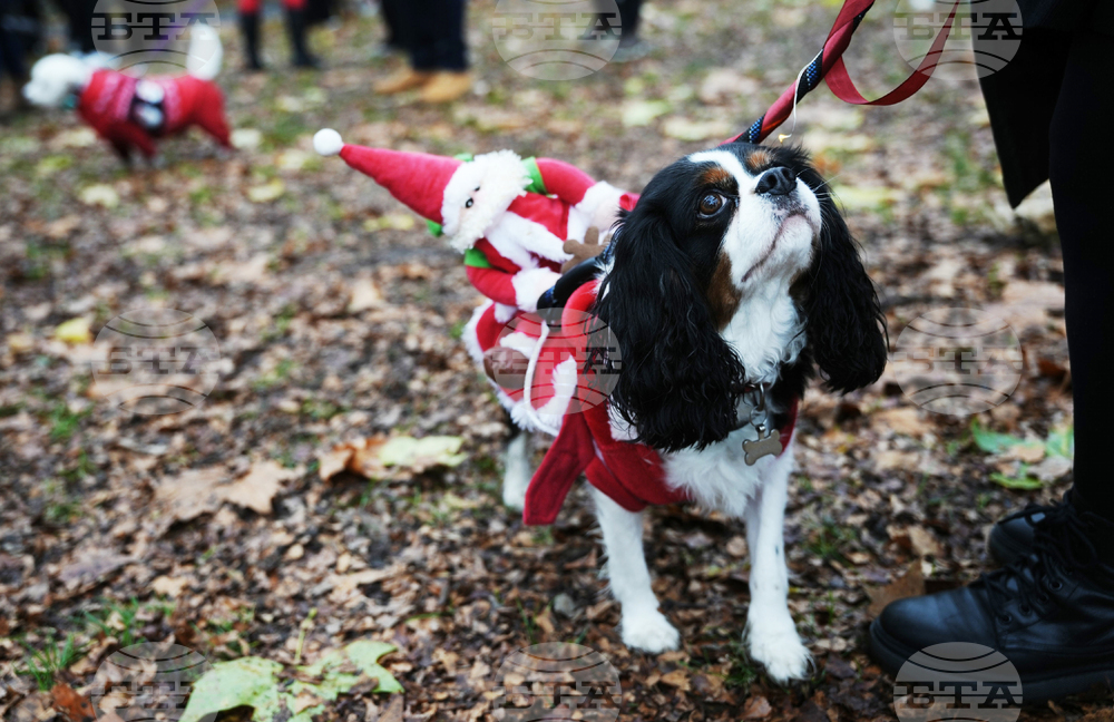 Britain Dogs Christmas Jumper Parade