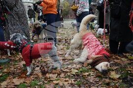 Britain Dogs Christmas Jumper Parade