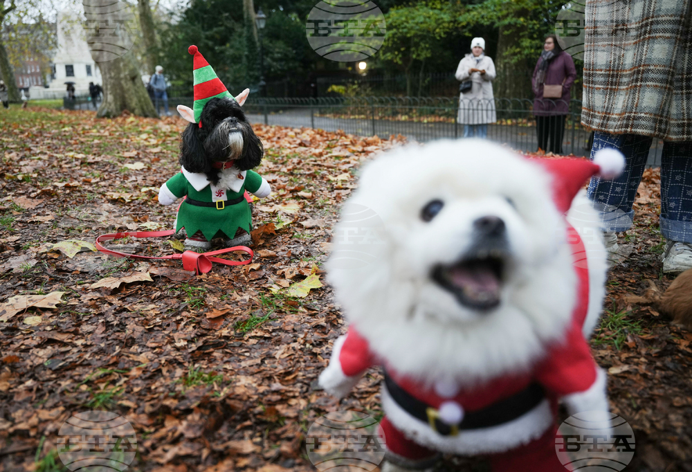 Britain Dogs Christmas Jumper Parade