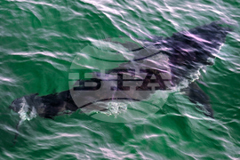 Shark Protections CITES