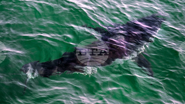 Shark Protections CITES