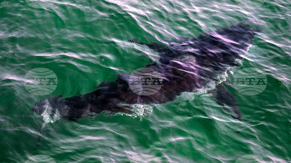 Shark Protections CITES