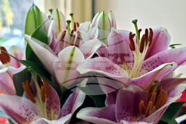 Земен - „Земен край Струма - история, бит, очарование“ - книга - представяне