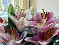 Земен - „Земен край Струма - история, бит, очарование“ - книга - представяне