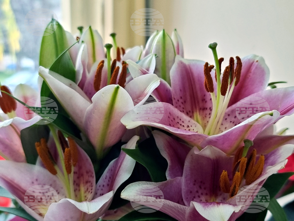 Земен - „Земен край Струма - история, бит, очарование“ - книга - представяне