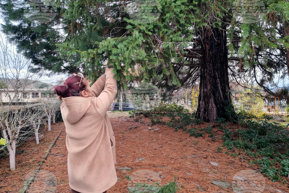 Село Скриняно - младежи - коледна украса