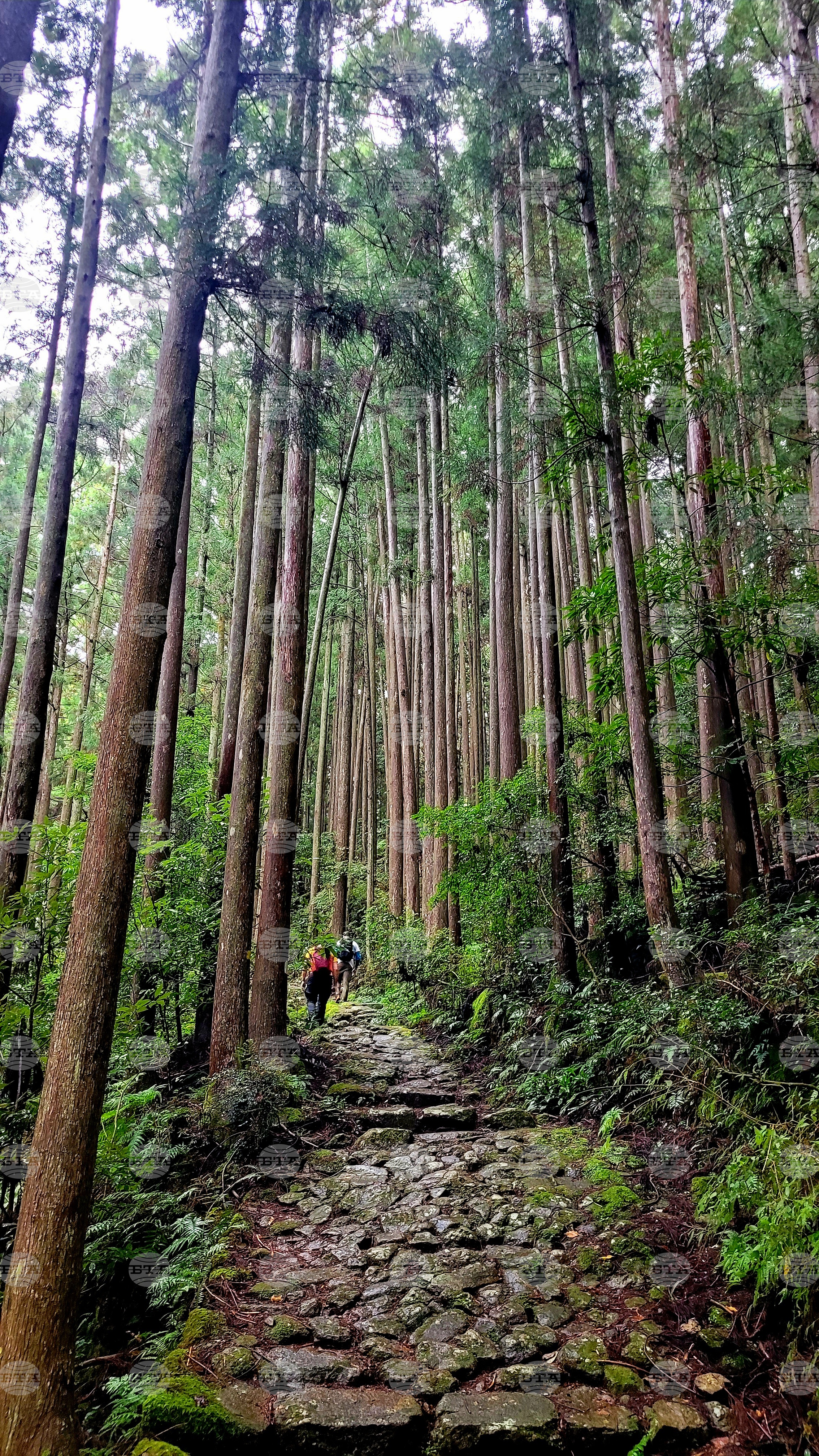 Япония - Начикатсура - Кумано кодо - туризъм