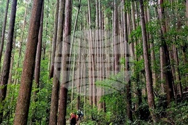 Япония - Начикатсура - Кумано кодо - туризъм