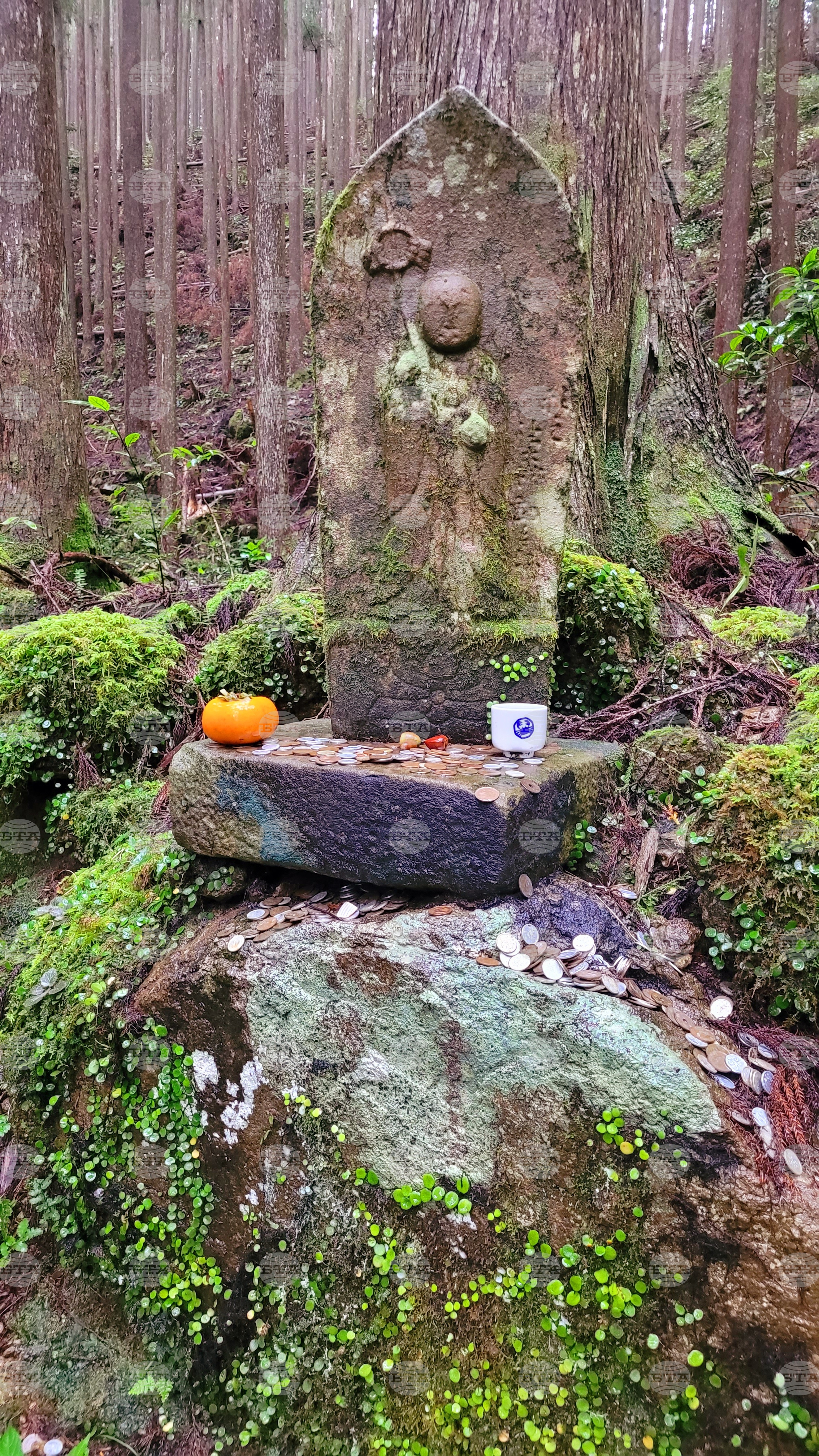 Япония - Начикатсура - Кумано кодо - туризъм