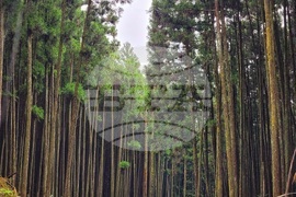 Япония - Начикатсура - Кумано кодо - туризъм