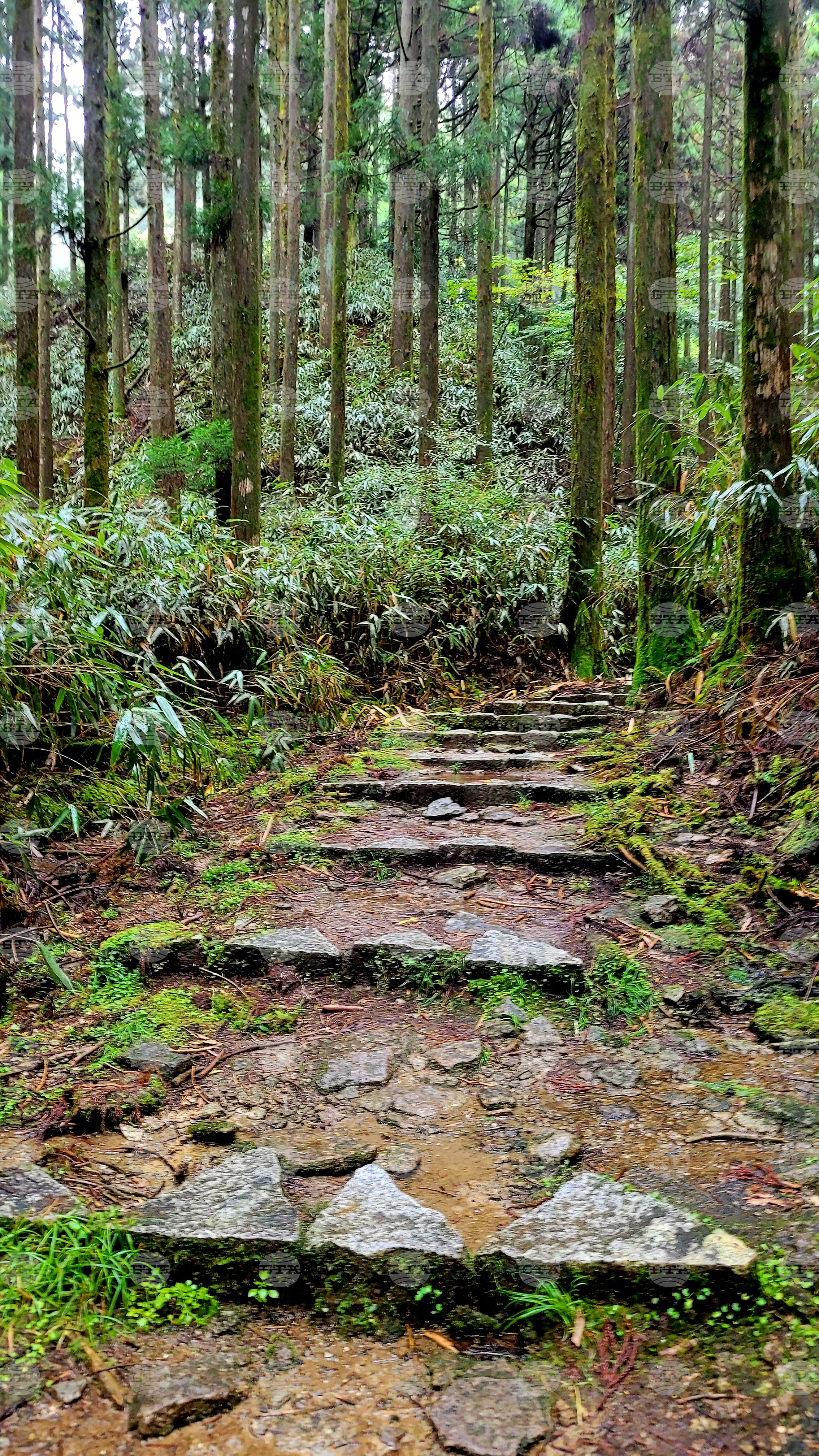 Япония - Начикатсура - Кумано кодо - туризъм