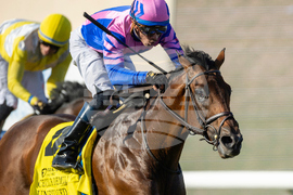 Del Mar Horse Racing