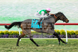 Del Mar Horse Racing