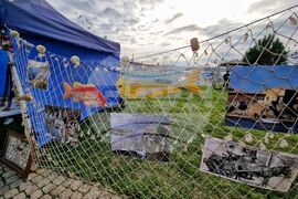 Бургас - рибарско селище Ченгене скеле - рибен фестивал