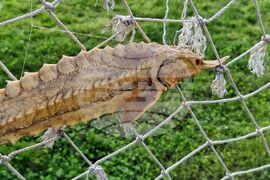 Бургас - рибарско селище Ченгене скеле - рибен фестивал