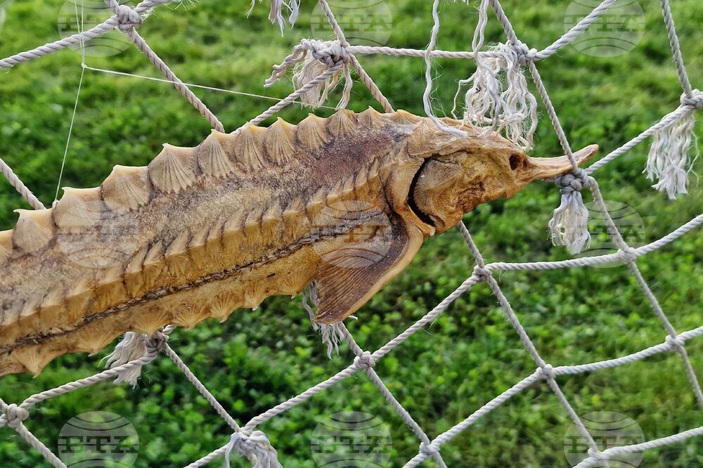 Бургас - рибарско селище Ченгене скеле - рибен фестивал