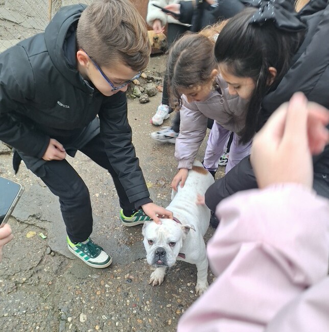 Кампания “Споделена Коледа за кученцата от приюта в Свищов“ започва организацията "Живот без риск за бездомните животни"