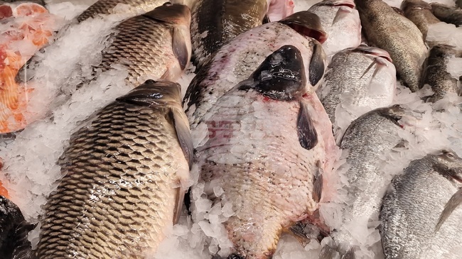 Изчистен шаран се предлага за 15 лв. за кг в търговската мрежа във Велико Търново преди Никулден