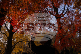 Japan Autumn Daily Life