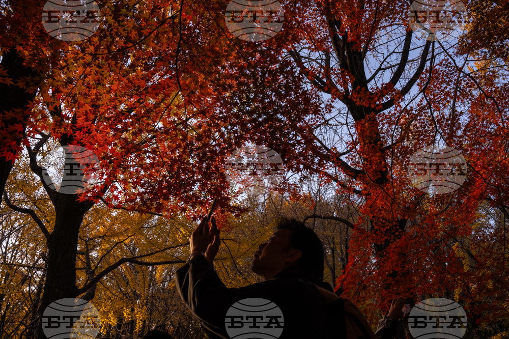 Japan Autumn Daily Life