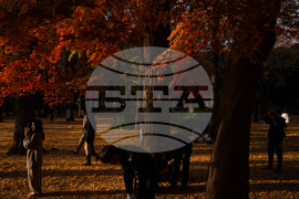 Japan Autumn Daily Life