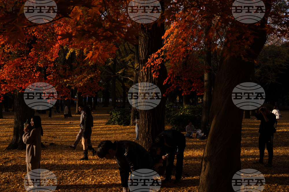 Japan Autumn Daily Life