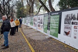 Стара Загора - род Ножчеви - изложба