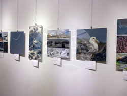 Русе - музей - изложба