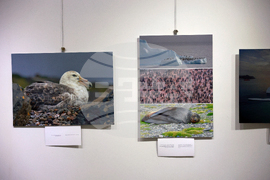 Русе - музей - изложба