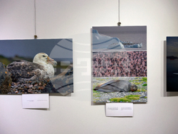 Русе - музей - изложба