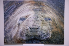 Русе - музей - изложба