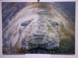 Русе - музей - изложба