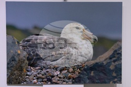 Русе - музей - изложба