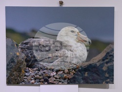 Русе - музей - изложба