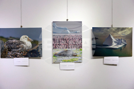 Русе - музей - изложба